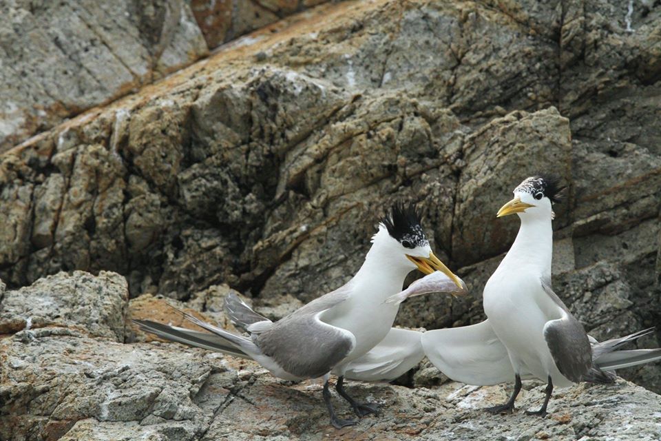 近看黑嘴端鳳頭燕鷗