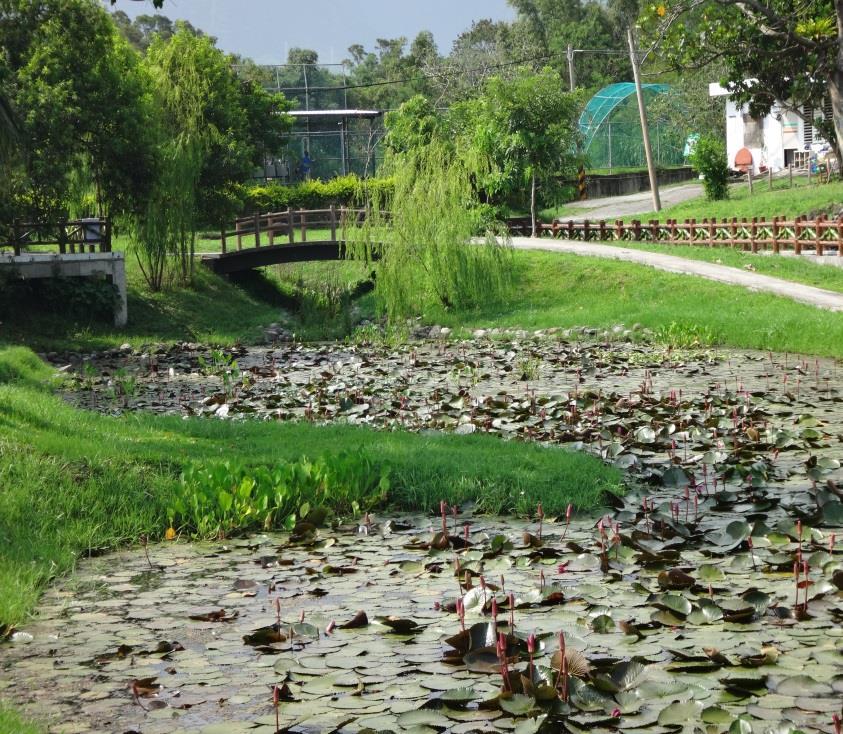 水岸生態池