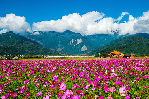 花團錦簇