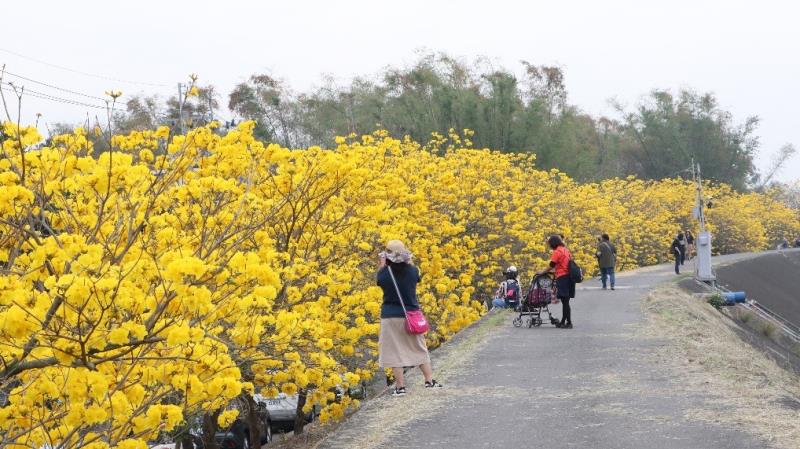 陳井寮堤防黃花風鈴木