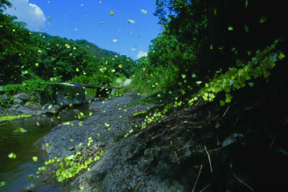 彩蝶谷(台27甲線接高131線紅水溪畔)