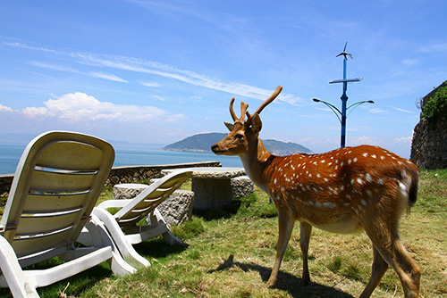 大坵梅花鹿