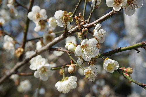 梅山公園